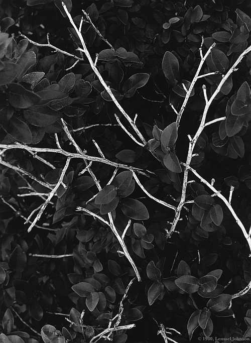 branches