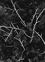 branches