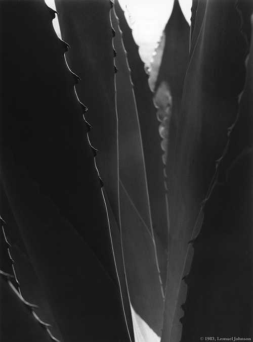plant