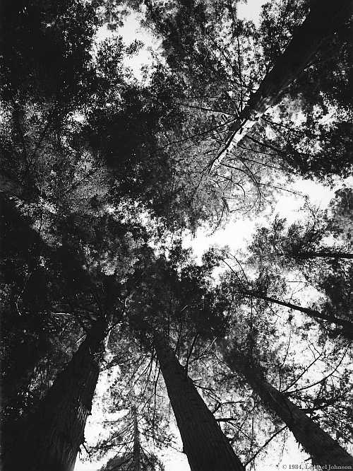 redwoods
