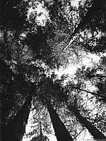 redwoods